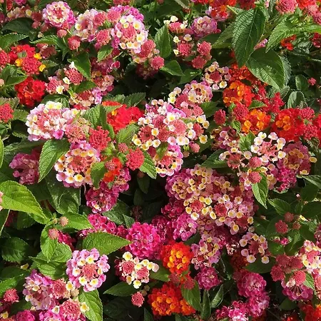 Raggio Di Sole Bed & Breakfast